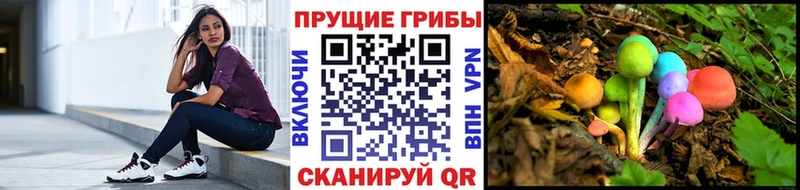 Галлюциногенные грибы Psilocybe  где продают наркотики  Камызяк 